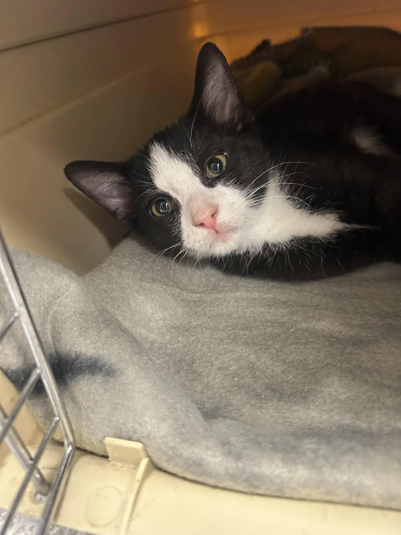 A young medium-sized male Black & White / Tuxedo Domestic Short Hair cat named Ozzy for adoption in Lancaster, PA