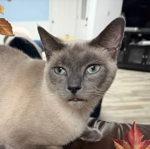 A young medium-sized female Blue Point Siamese cat named Cheryl Blue Eyes for adoption in Wyandotte, MI