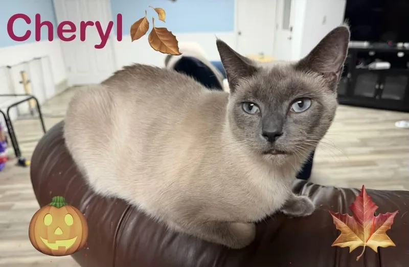 Cheryl  Blue Eyes thumbnail 2