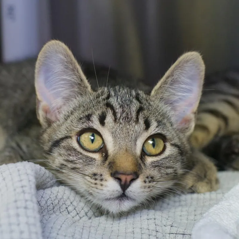 A baby medium-sized male Domestic Short Hair cat named Dashi for adoption in Shoreline, WA
