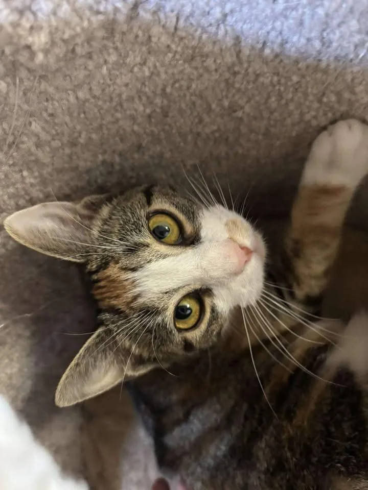 Catillac thumbnail 2