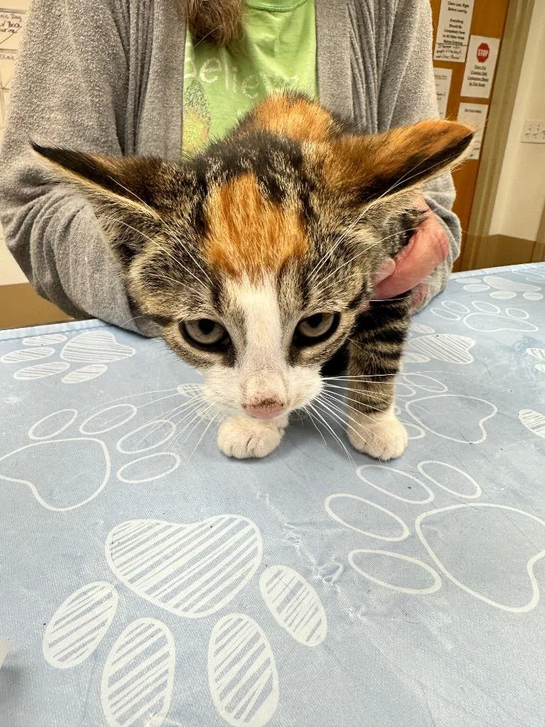 Catillac thumbnail 3