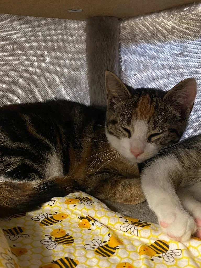 Catillac thumbnail 4