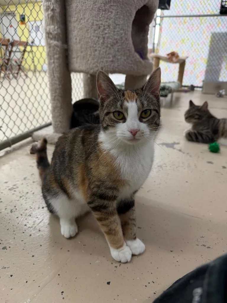 Catillac thumbnail 5