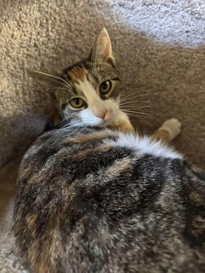 Catillac thumbnail 6