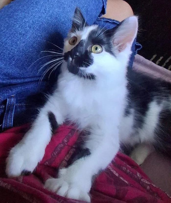 A baby medium-sized female Black & White / Tuxedo Tuxedo cat named Xena for adoption in Springfield, OR