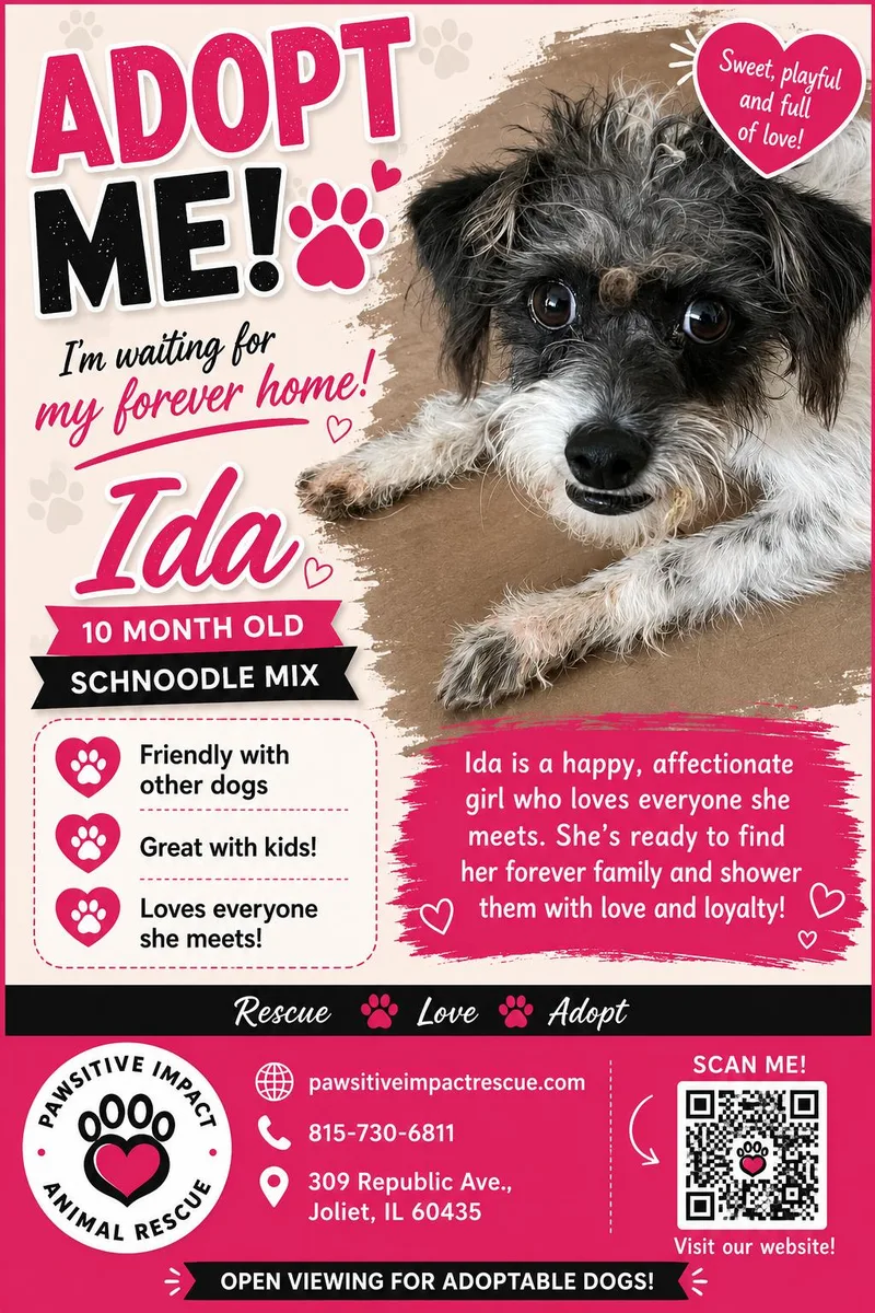 A young small-sized female Shih poo dog named Ida for adoption in Joliet, IL
