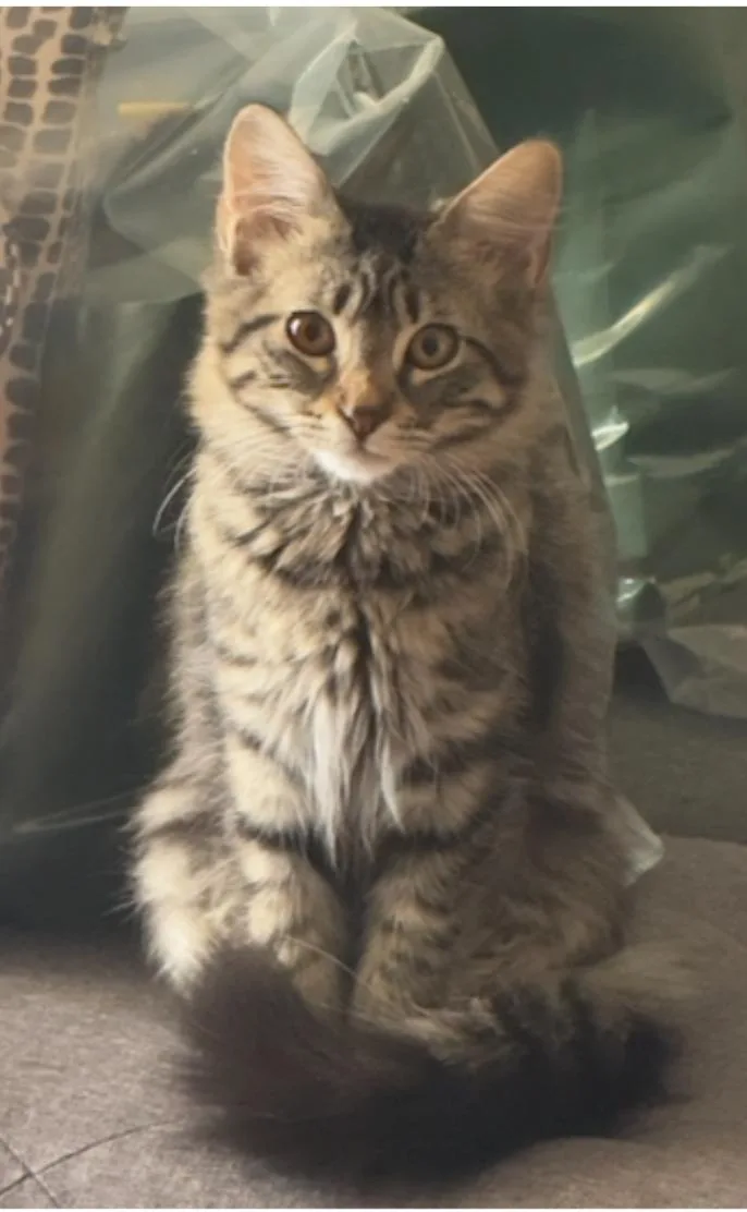 A young medium-sized female Domestic Short Hair cat named Cider for adoption in Phoenix, AZ