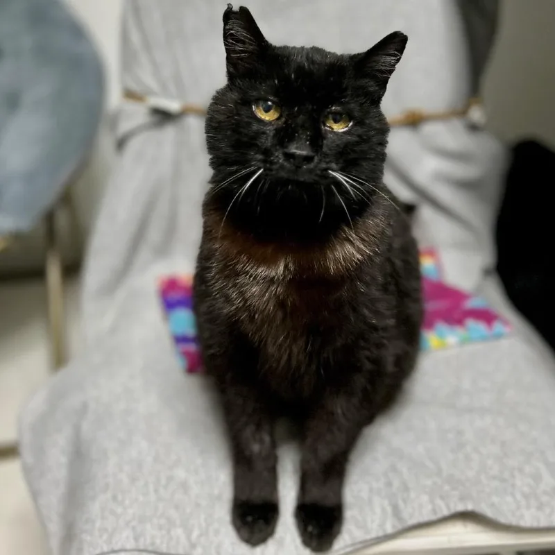 A senior large-sized male Domestic Short Hair cat named Juice for adoption in Bountiful, UT