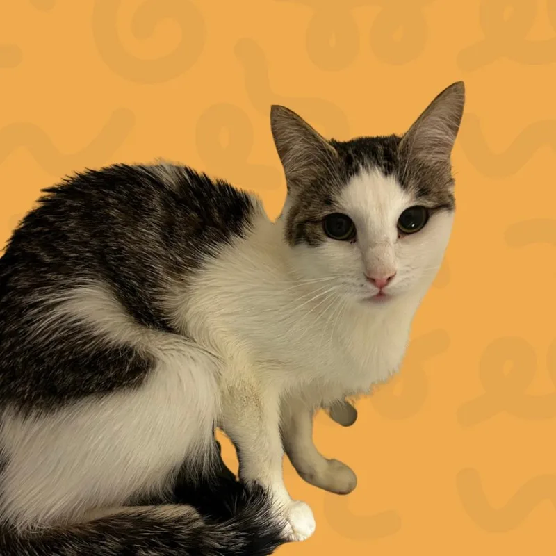 An adult medium-sized female White American Shorthair cat named Skip for adoption in Reno, NV