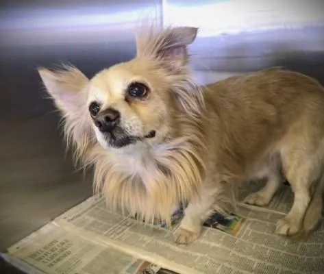 An adult small-sized male Pomeranian dog named Mufasa for adoption in Los Angeles, CA