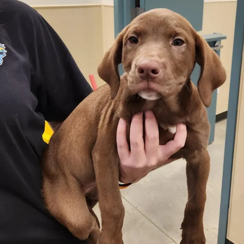 A baby medium-sized female Brown / Chocolate Retriever dog named Grandma for adoption in New Rochelle, NY