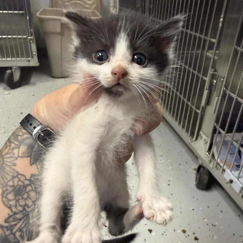 A baby small-sized male White Domestic Short Hair cat named Cherokee for adoption in Marion, VA