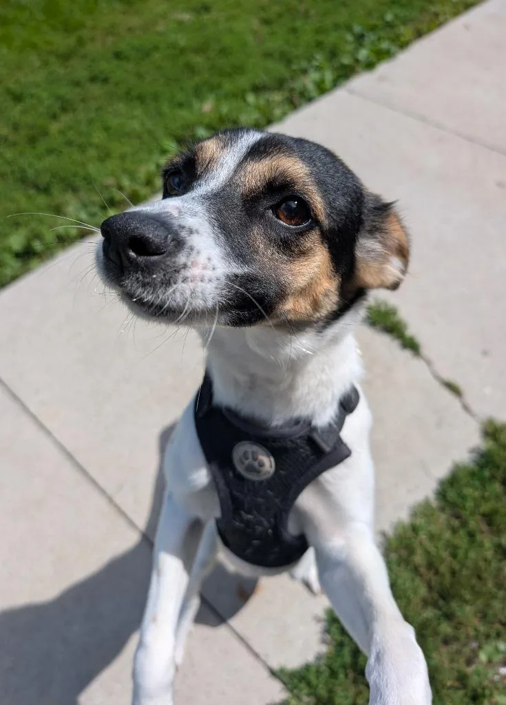 A young medium-sized female Terrier dog named Daphne for adoption in Defiance, OH