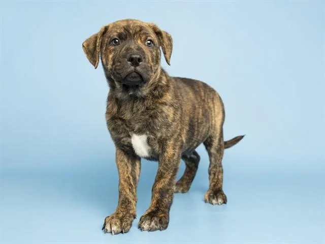 A baby small-sized male Pit Bull Terrier dog named Gouda for adoption in Phoenix, AZ