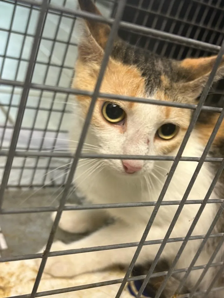 A young medium-sized female Domestic Short Hair cat named Mystic for adoption in Ada, OK