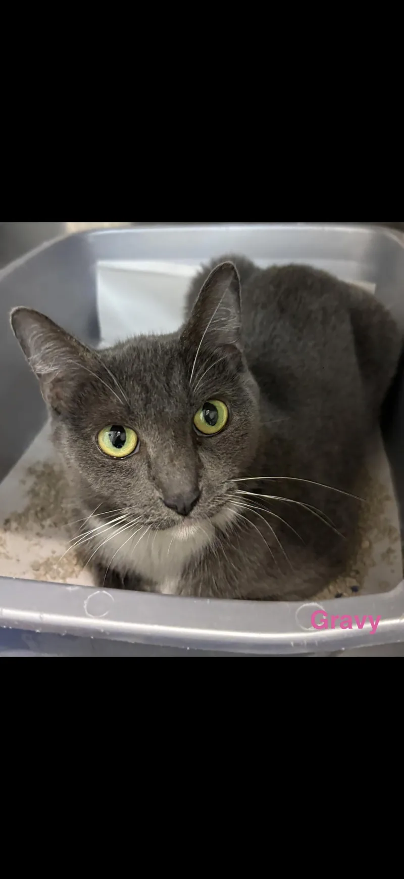 A young medium-sized female Domestic Short Hair cat named Gravy for adoption in Las Vegas, NV