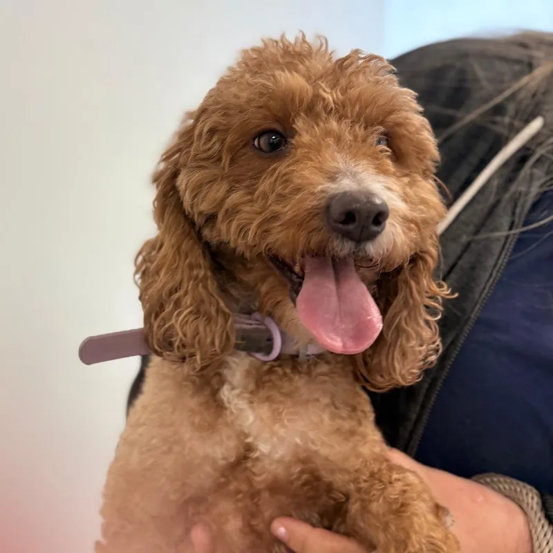 An adult small-sized female Brown / Chocolate Poodle dog named Pinky for adoption in Philadelphia, PA