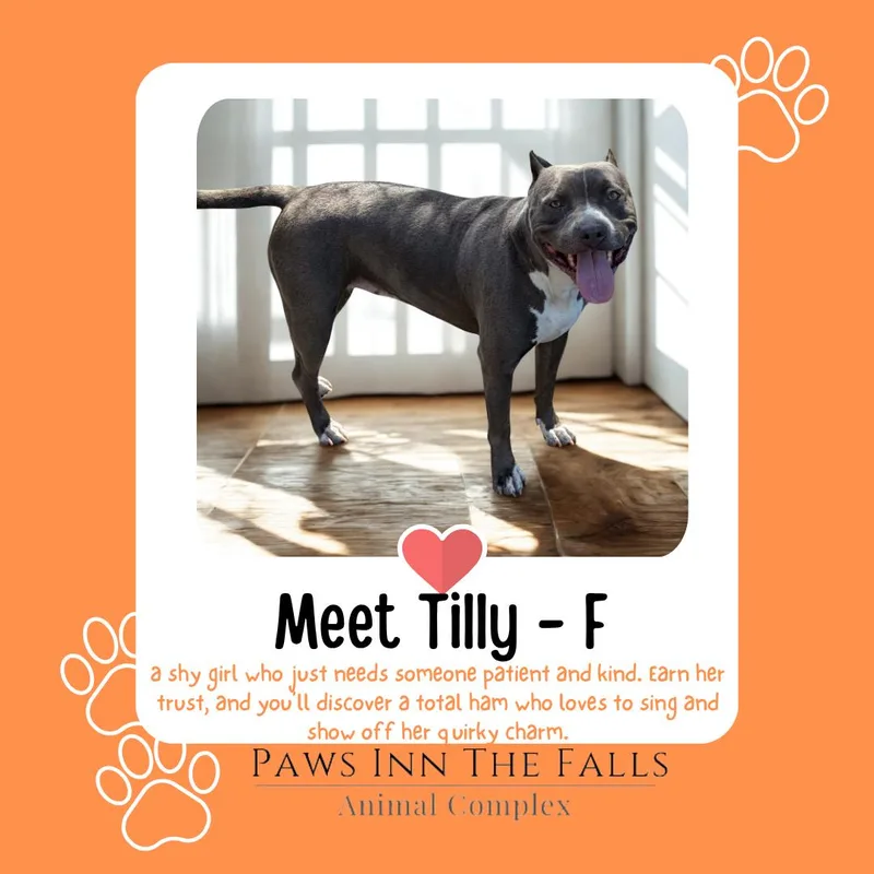 An adult large-sized female Gray / Blue / Silver Pit Bull Terrier dog named Tilly for adoption in Wheatfield, NY