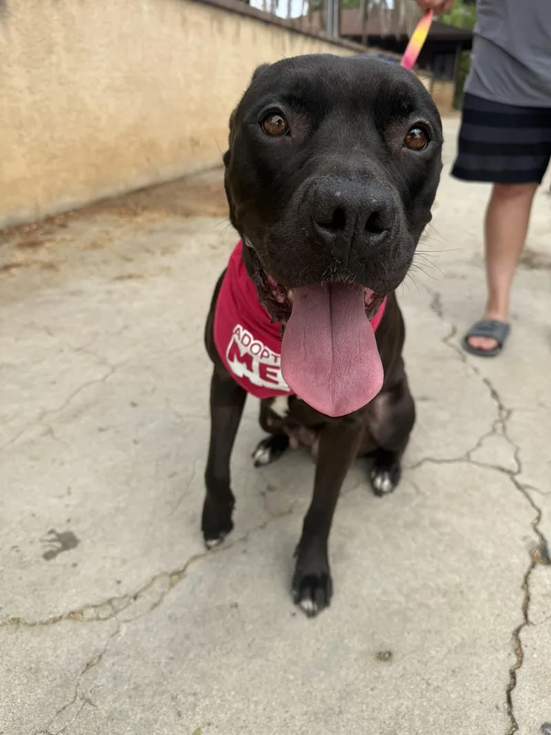 An adult medium-sized female American Bully dog named Athena for adoption in Lakeside, CA