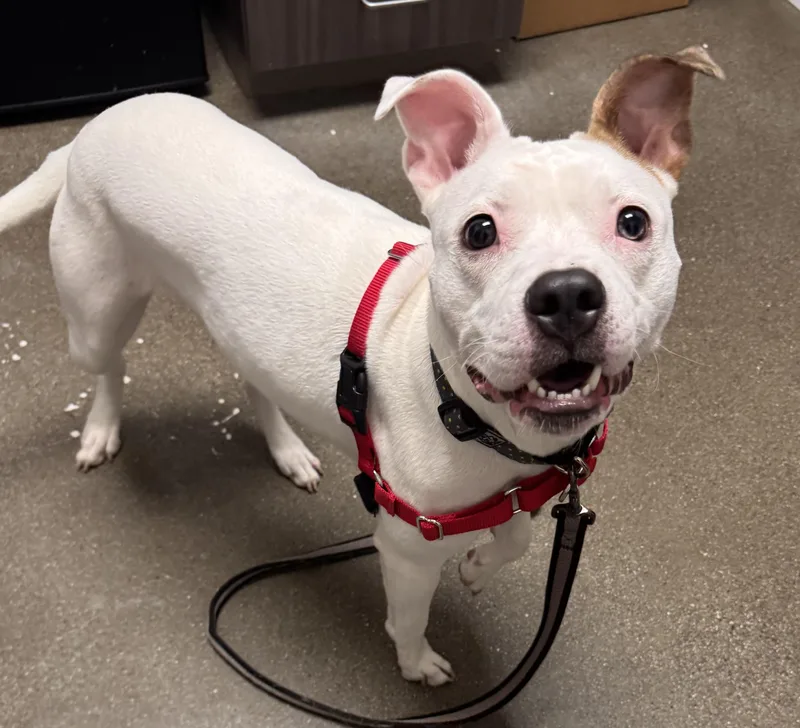 An adult large-sized female Staffordshire Bull Terrier dog named Naya for adoption in Chico, CA