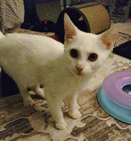 A young medium-sized male White Domestic Short Hair cat named Cracker Jack for adoption in Baltimore, MD