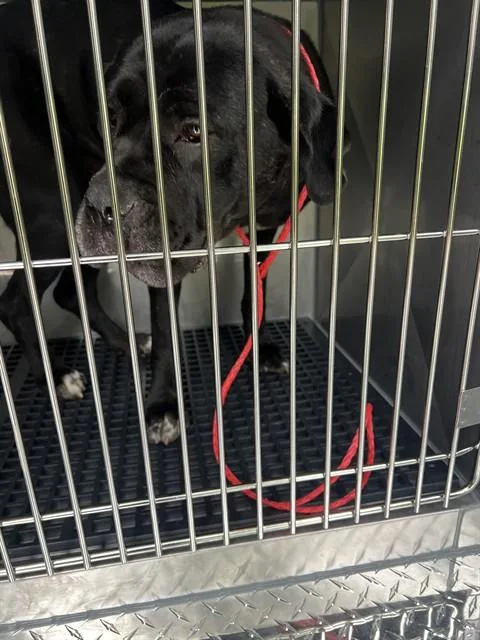 An adult large-sized female Cane Corso dog named Justice for adoption in Dallas, TX