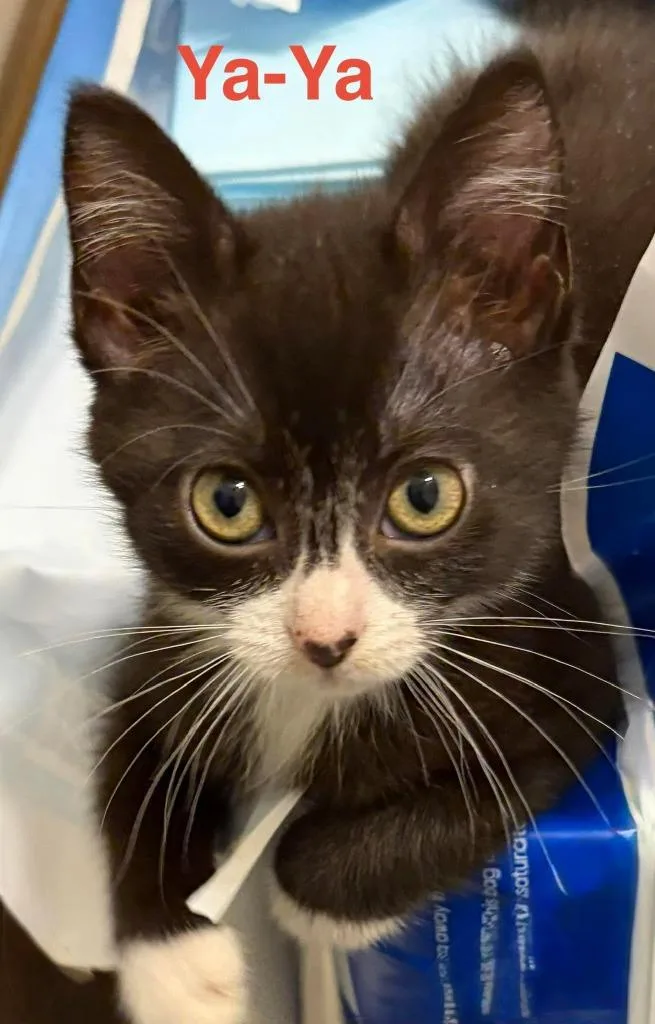 A baby small-sized female Domestic Short Hair cat named Yaya for adoption in Rutherfordton, NC