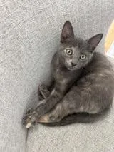 A baby medium-sized female Domestic Short Hair cat named Beanie Baby for adoption in Wilmington, NC