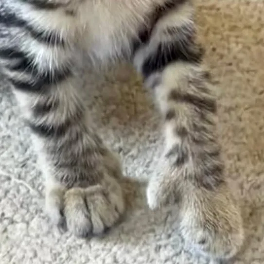A baby medium-sized male Tabby (Gray / Blue / Silver) Tabby cat named Wagner for adoption in Central Falls, RI