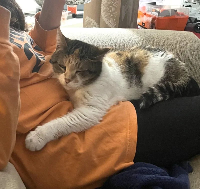 An adult medium-sized female Domestic Short Hair cat named Alyce for adoption in Walled Lake, MI