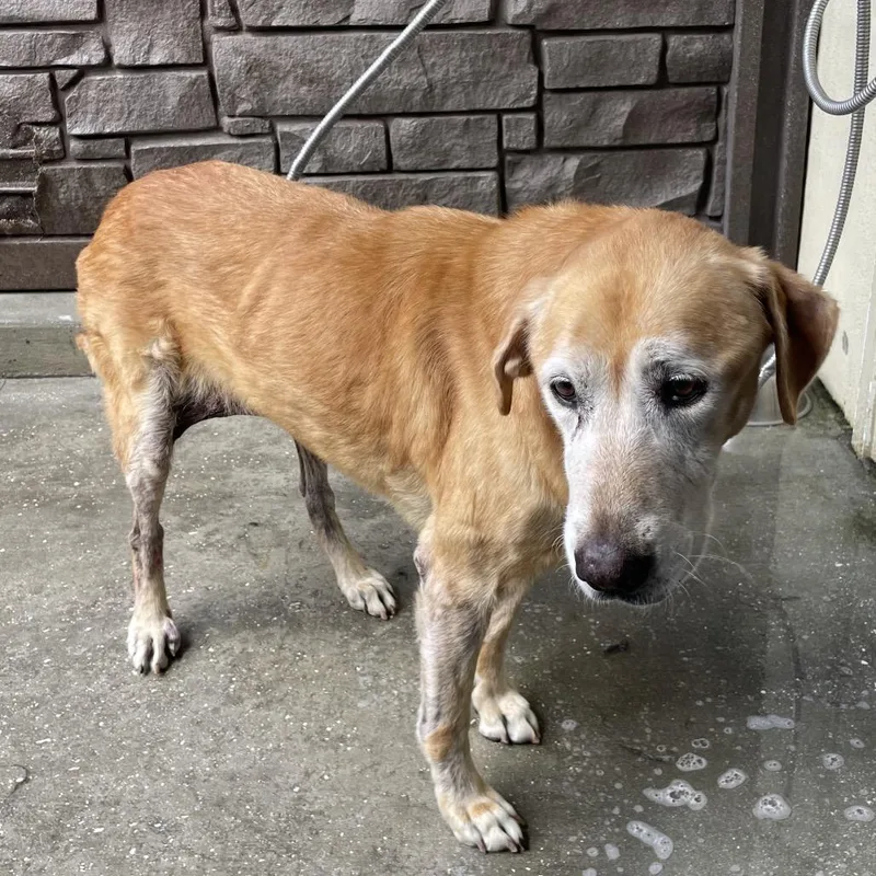 An adult large-sized female Yellow / Tan / Blond / Fawn Yellow Labrador Retriever dog named Piper for adoption in LOXAHATCHEE, FL