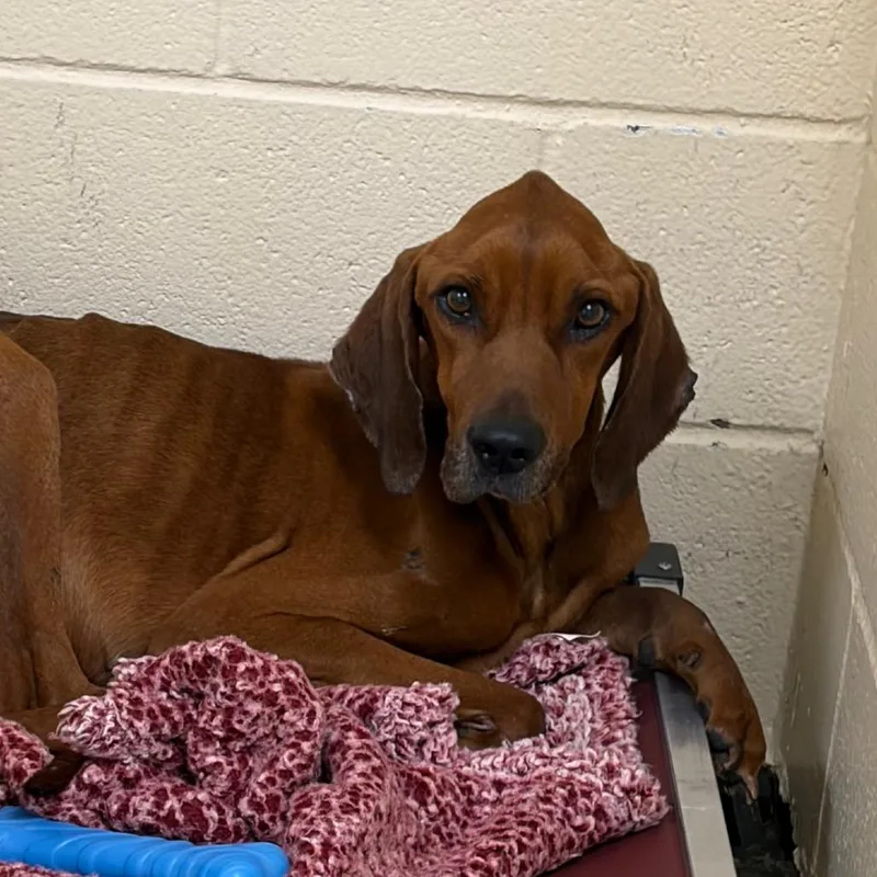 A young medium-sized male Brown / Chocolate Hound dog named Hambone for adoption in Palestine, TX