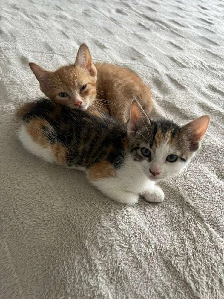 A baby small-sized female Domestic Short Hair cat named Tiger Lily for adoption in Lake Wylie, SC