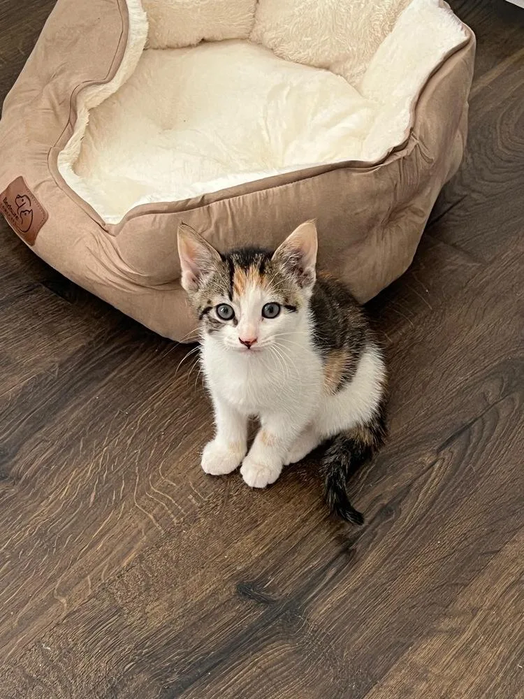 Tiger Lily thumbnail 2