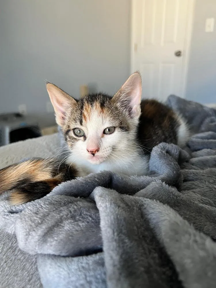 Tiger Lily thumbnail 3