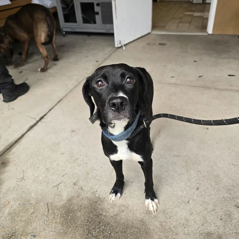 A young medium-sized female Black Labrador Retriever dog named Zoey for adoption in Edison, NJ