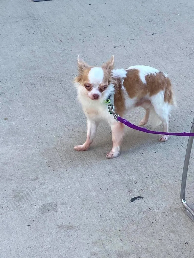 An adult small-sized male Chihuahua dog named Mica $ for adoption in Milwaukee, WI