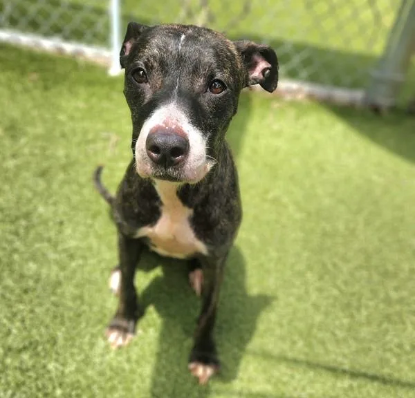 An adult large-sized female Pit Bull Terrier dog named Tamara for adoption in Austin, TX