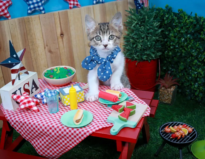 A baby small-sized male Tabby (Gray / Blue / Silver) Tabby cat named Eragon for adoption in Parker, TX