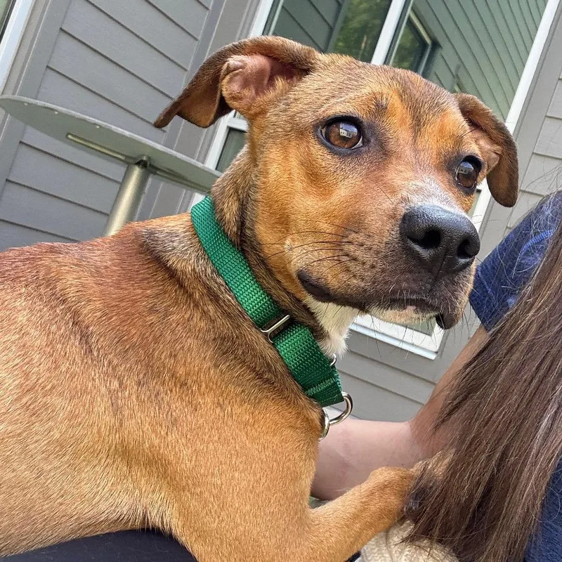 A young small-sized female Brown / Chocolate Mixed Breed dog named Nellie for adoption in Greensboro, NC