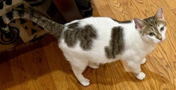 An adult medium-sized female Domestic Short Hair cat named Anika for adoption in Lutherville, MD