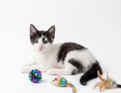 A baby small-sized male Domestic Short Hair cat named Rumba for adoption in Cumming, GA