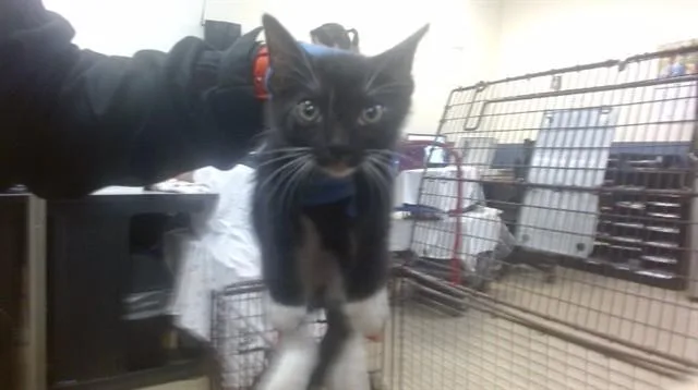 A baby small-sized female Domestic Short Hair cat named Ashley for adoption in Miami, FL