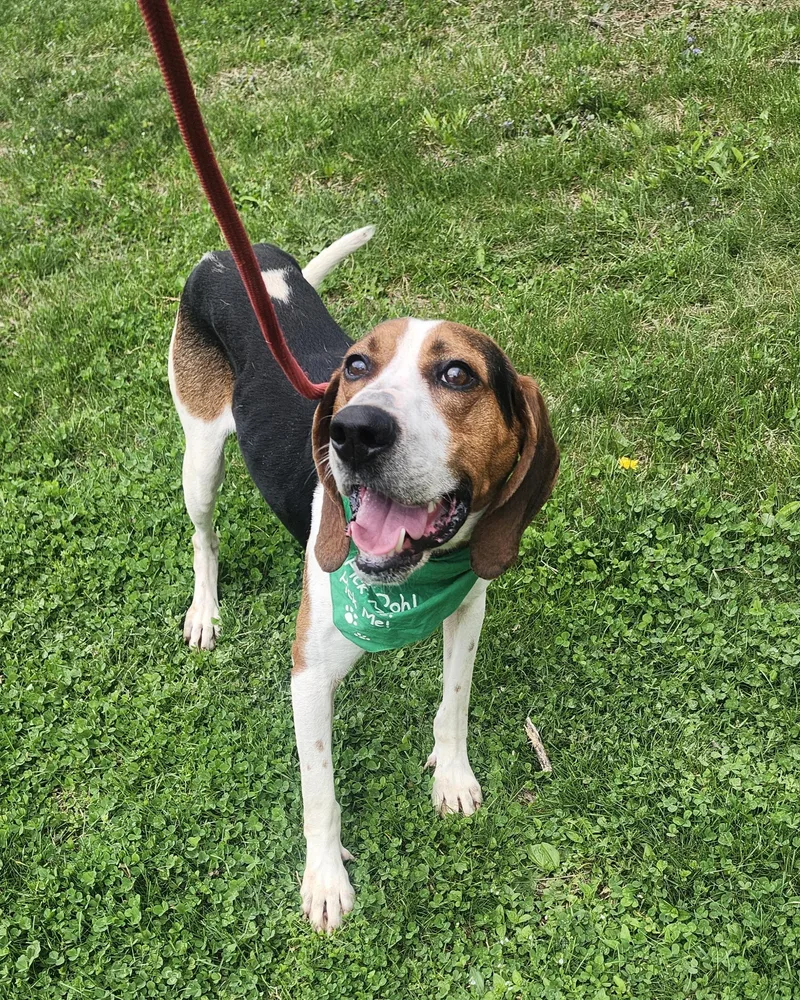 A young large-sized male Tricolor (Brown, Black, & White) Treeing Walker Coonhound dog named Ol' Red for adoption in Mansfield, OH