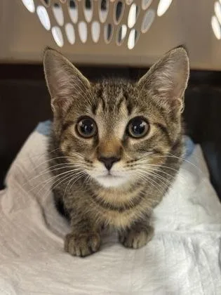 A baby small-sized male Domestic Short Hair cat named Doodle Bug for adoption in West Chester, PA