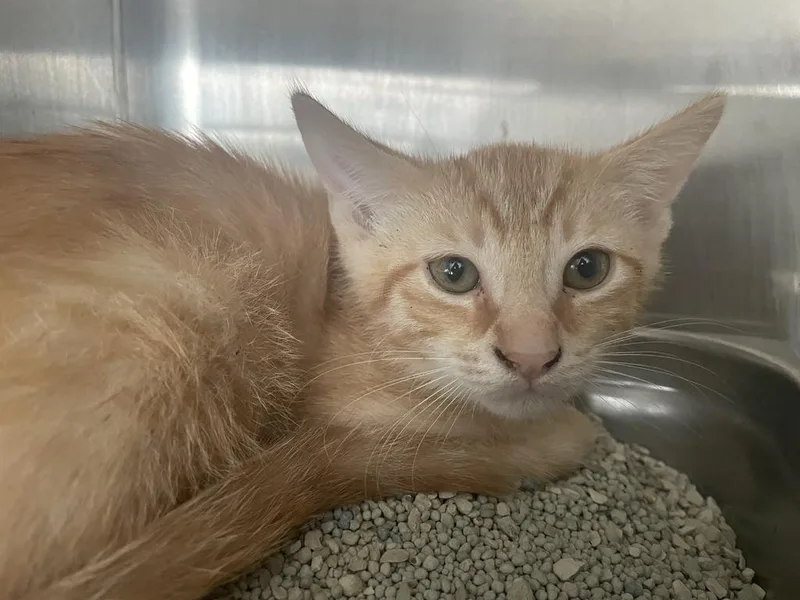 A baby small-sized male Domestic Short Hair cat named George Weasley for adoption in Nashville, GA