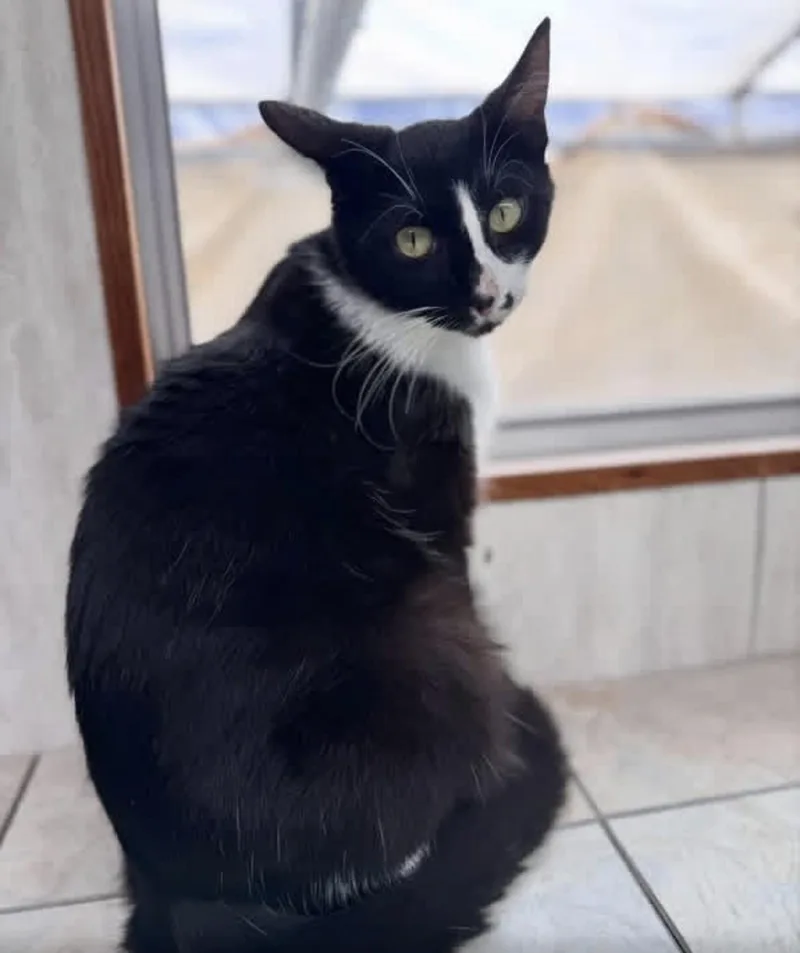 A young medium-sized female Black & White / Tuxedo Domestic Short Hair cat named Jelly Bean for adoption in Ruskin, FL