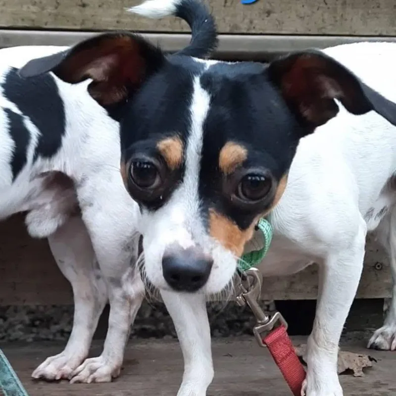An adult small-sized male Chihuahua dog named Shorty for adoption in Olathe, KS