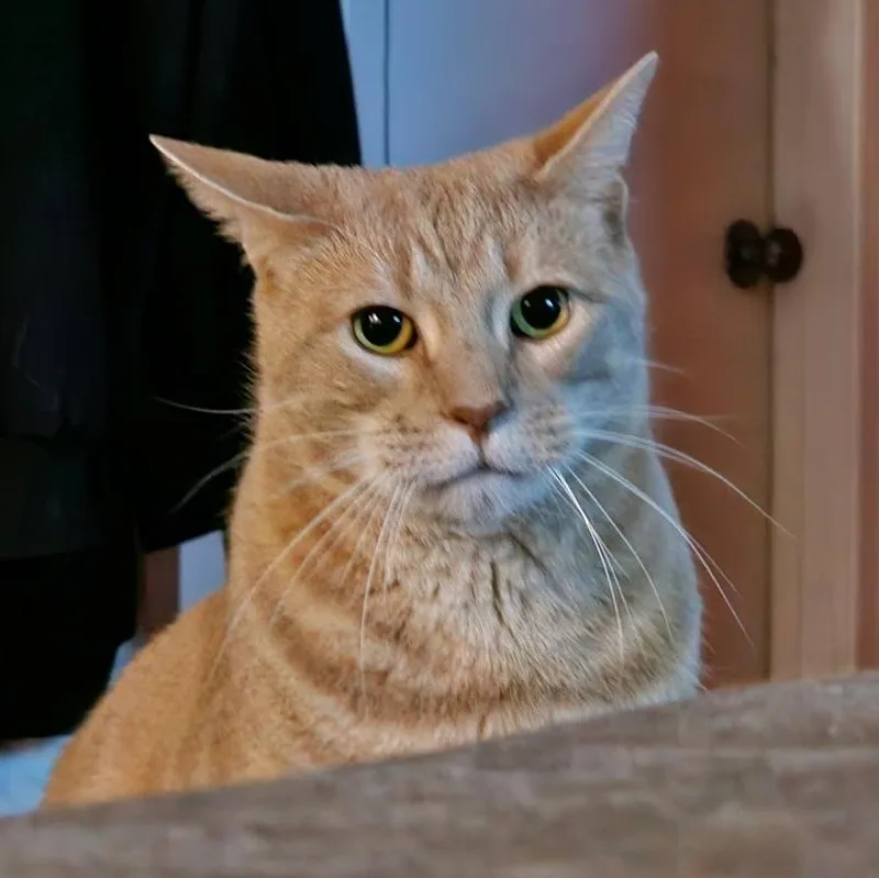 A young medium-sized male Domestic Short Hair cat named Stewie for adoption in Clifton, NJ